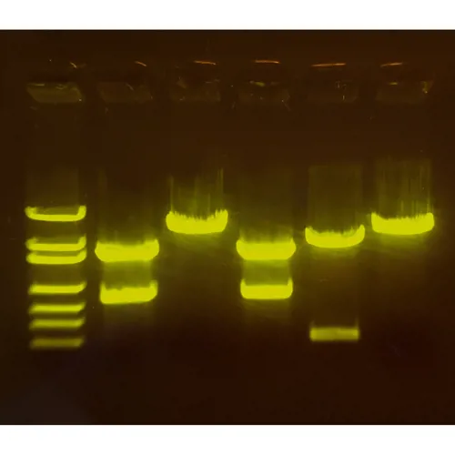 A-maize-ing Editing: Brug af CRISPR til forbedring af afgrød  (778210)