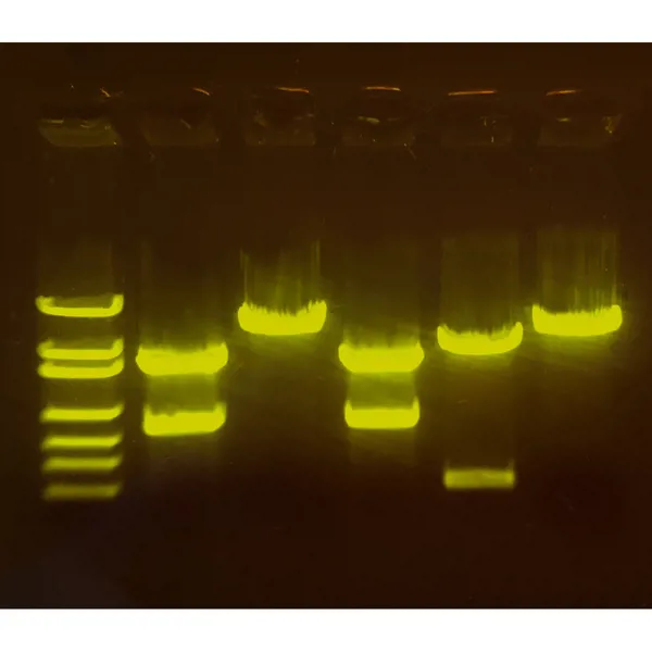 A-maize-ing Editing: CRISPR gebruiken voor gewasverbetering A-maize-ing Editing: CRISPR gebruiken voor gewasverbetering (778210)