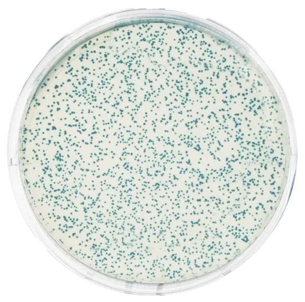 Transformation af E.coli med pGAL  (778221)