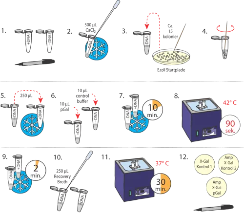 Transformation af E.coli med pGAL  (778221)