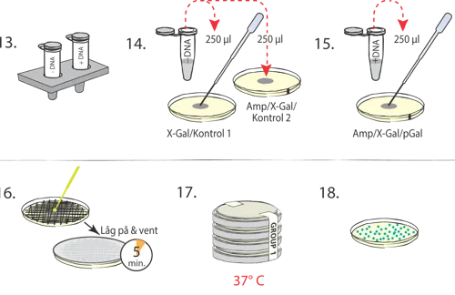 Transformation af E.coli med pGAL  (778221)