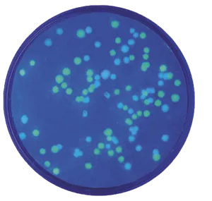 Transformation af E.coli med plasmider  (778222)