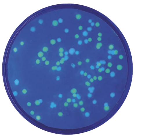 Transformation af E.coli med plasmider  (778222)