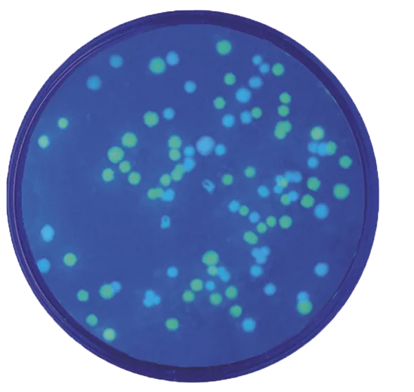 Transformation af E.coli med plasmider  (778222)