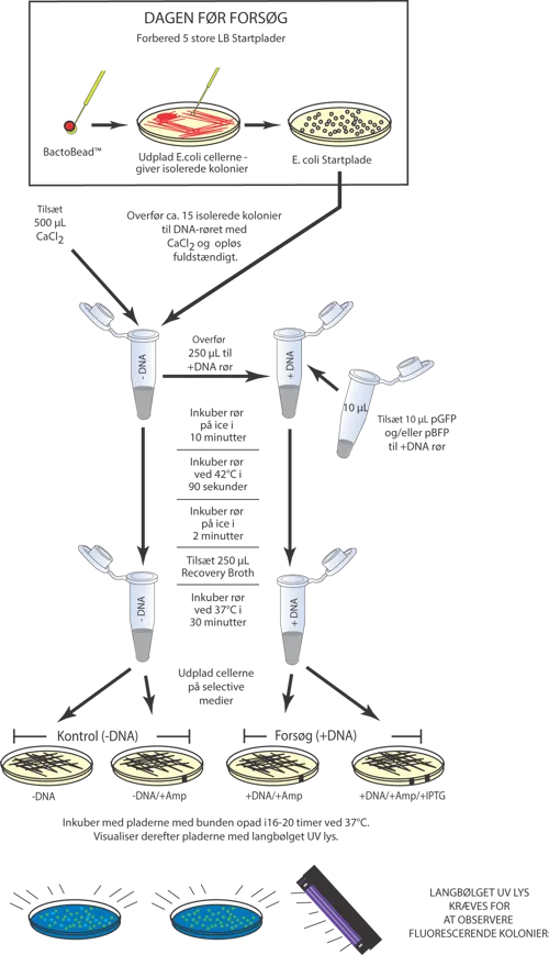 Transformation af E.coli med plasmider  (778222)