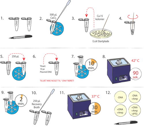 Transformation af E.coli med plasmider  (778222)