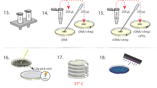 Transformation af E.coli med plasmider  (778222)