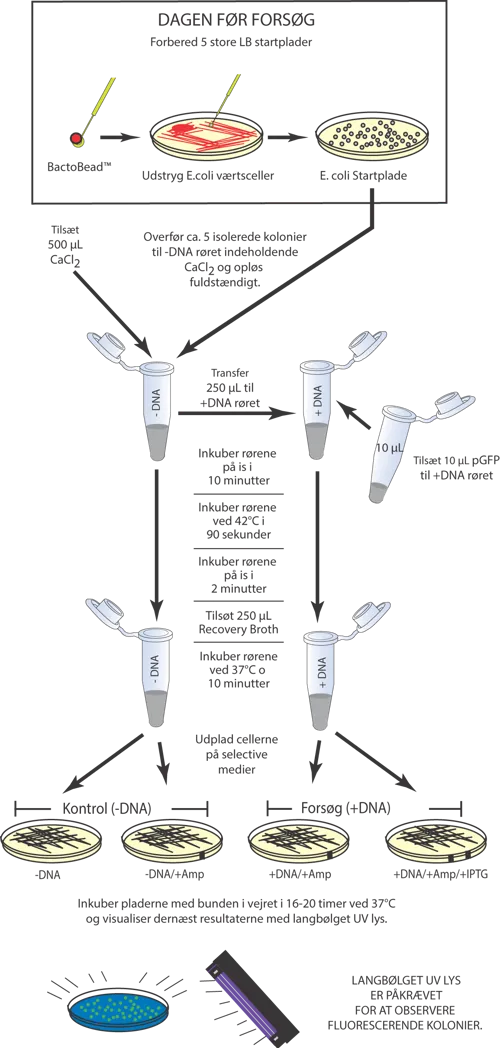 Transformation af E. coli med GFP  (778223)