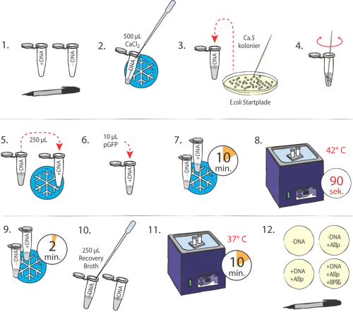 Transformation af E. coli med GFP  (778223)