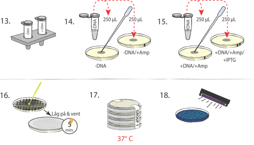 Transformation af E. coli med GFP  (778223)