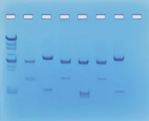 DNA-fingerprinting II  (778225)