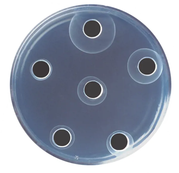 Antigenen, kwantitatieve bepaling - Edvotek Antigenen, kwantitatieve bepaling - Edvotek (778273)