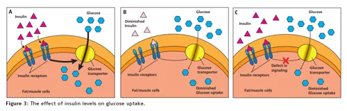 Diabetestest ELISA + urin-glucose  (778280)