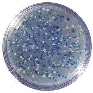 Blå/hvid kloning af DNA  (778300)