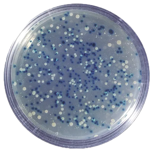 Blå/hvid kloning af DNA  (778300)