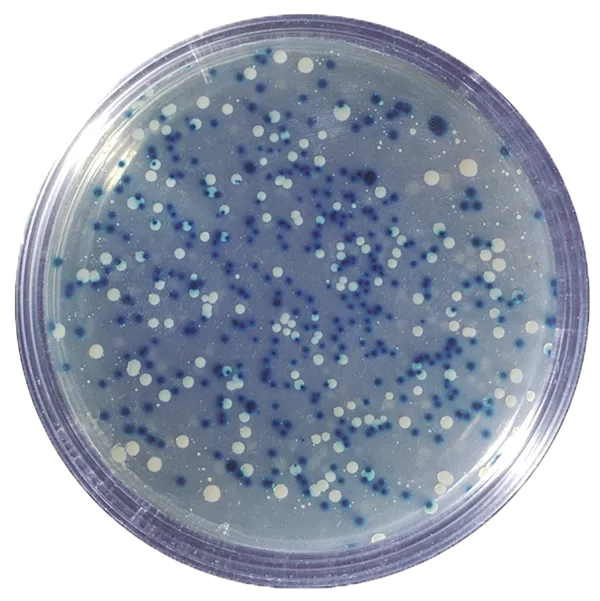 Blå/hvid kloning af DNA  (778300)