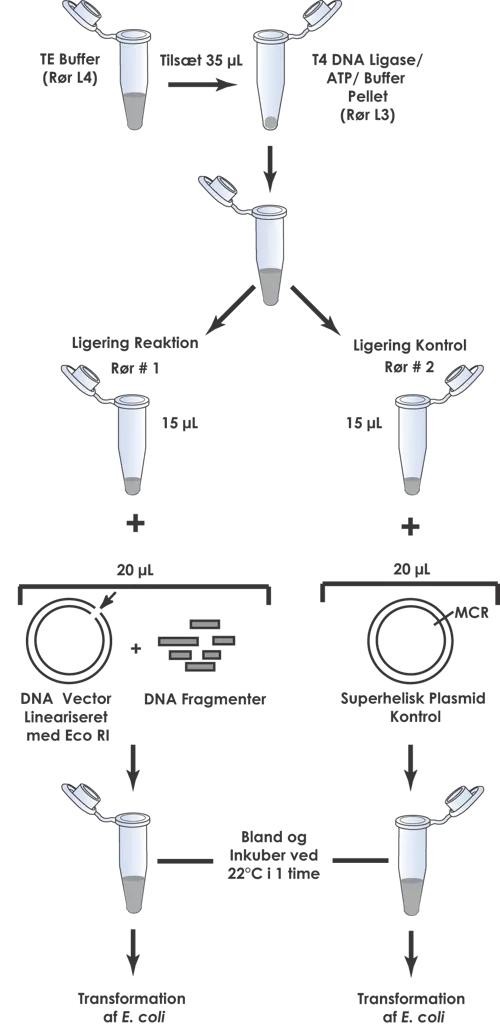 Blå/hvid kloning af DNA  (778300)