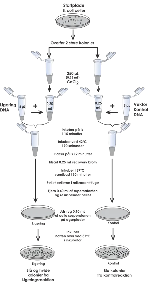 Blå/hvid kloning af DNA  (778300)