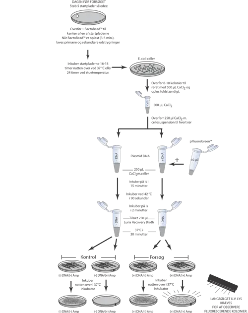 Udforskning af bioteknologien med GFP  (778303)