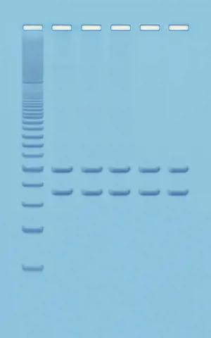 PCR-analyse af eget mitochondrie DNA  (778332)