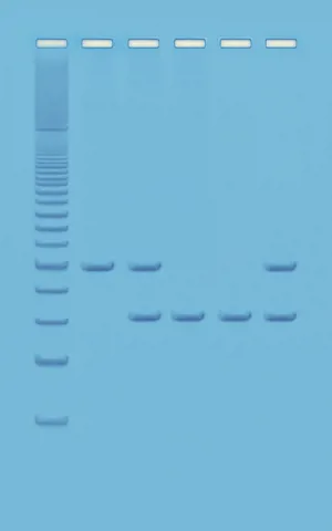 PCR baseret DNA-analyse-Humant DNA  (778333)