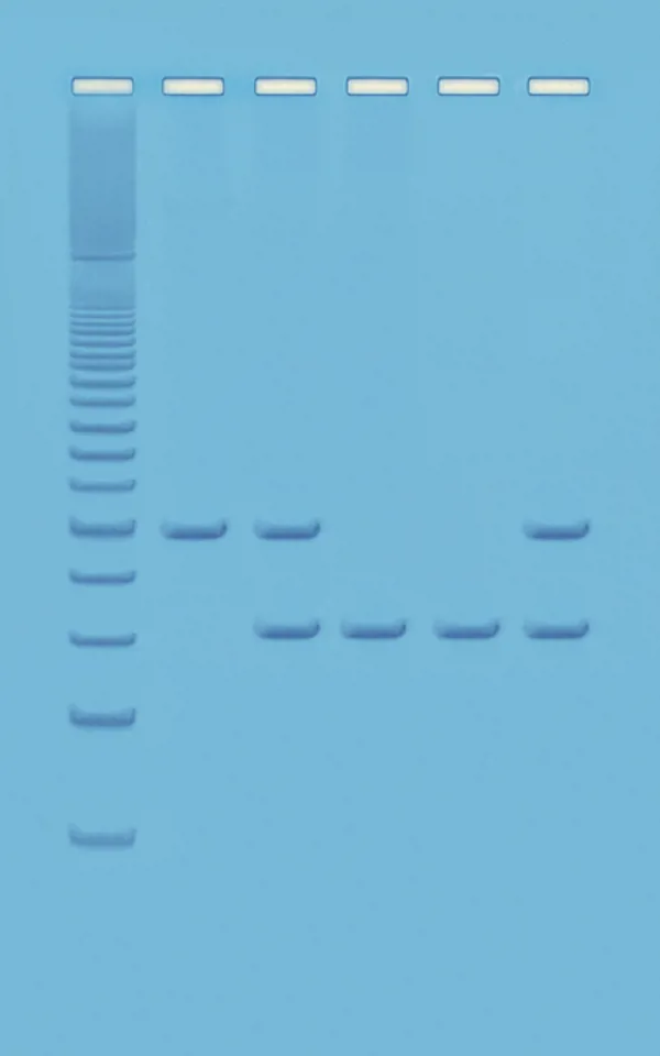 PCR baseret DNA-analyse-Humant DNA  (778333)