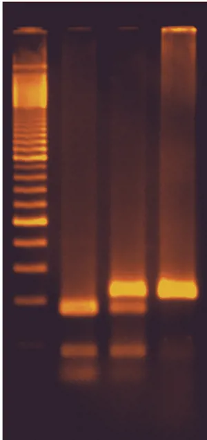 Smager-ikke smager DNA test  (778345)