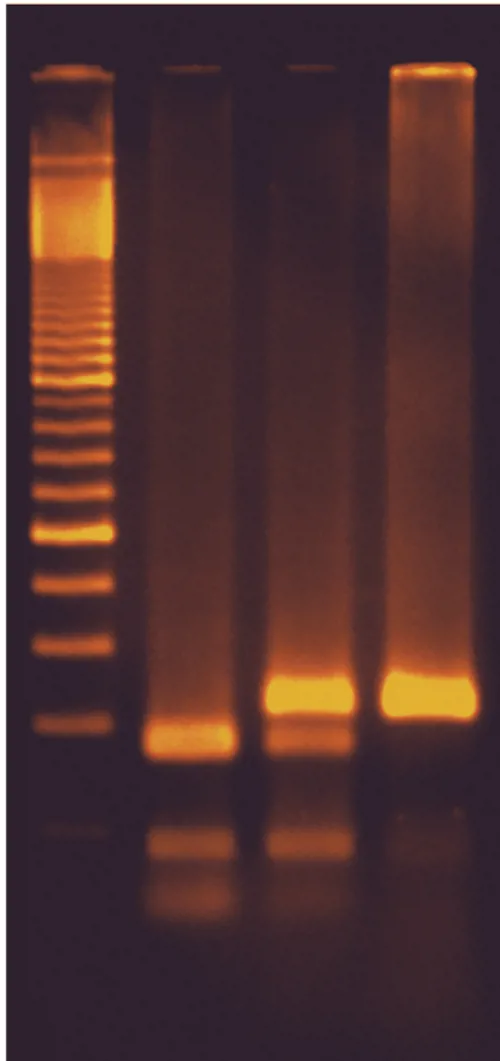 Smager-ikke smager DNA test  (778345)