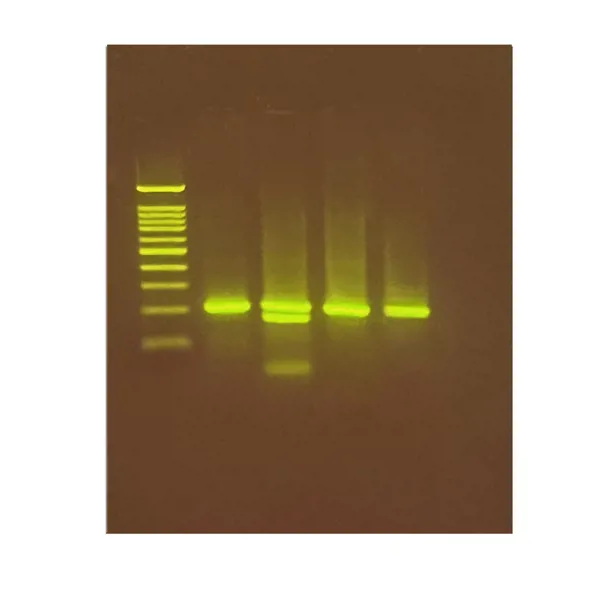 Smager-ikke smager DNA test  (778345)