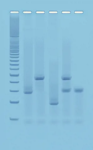 PCR baseret DNA fingerprinting  (778371)