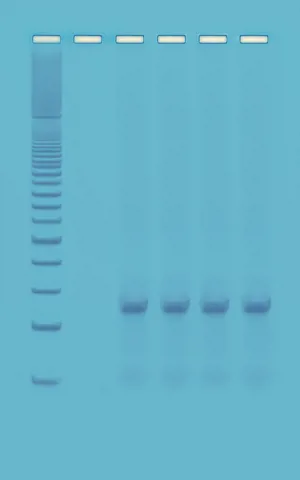 PCR, hurtig PCR  (778372)