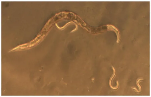 Alkohols effekt på C. elegans  (778851)