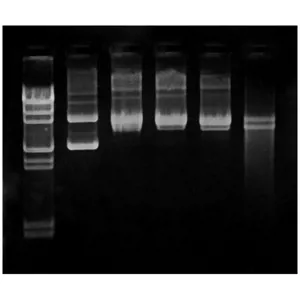 UV-stråler og DNA-skader  (778957)