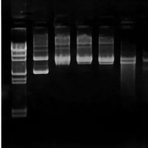 UV-stråler og DNA-skader  (778957)