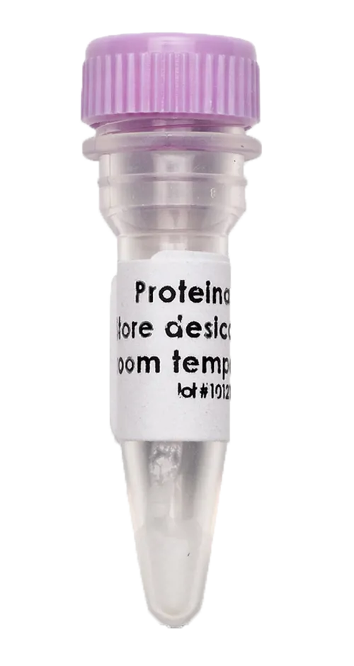 Proteinase K, Edvotek, 200 µg  (779621)