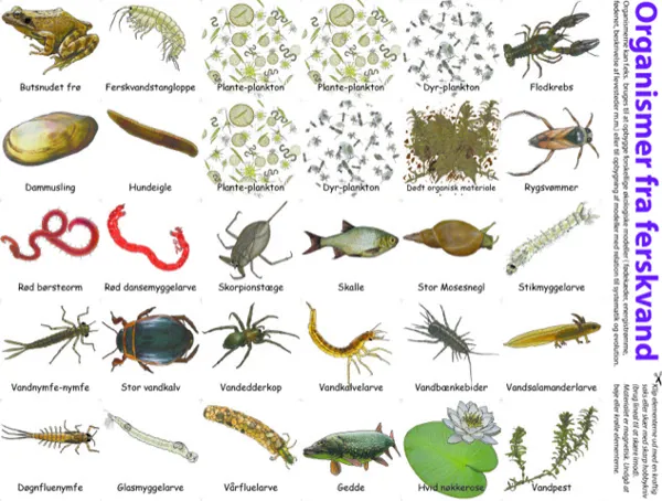 Organismer i ferskvann, magnetisk  (781001)