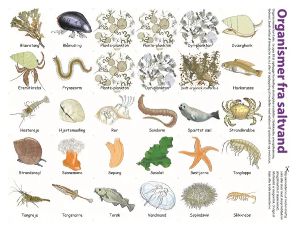Organismer i saltvann, magnetisk  (781002)
