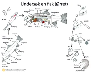 Disseksjonsduk fisk  (781020)