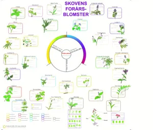 Bestemmelsesdug, Skovens forårsblomster  (781022)