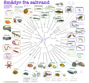 Bestemmelsesdug, saltvandsdyr  (781025)