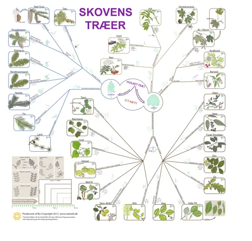 Bestemmelsesdug, skovens træer  (781026)