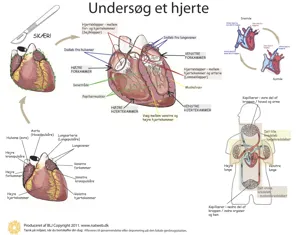 Dissektionsdug, hjertet, 60 x 75 cm  (781035)