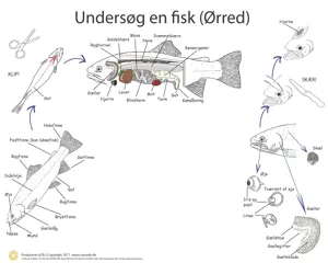 Dissektionsdug, fisk, 55 x 68 cm  (781036)