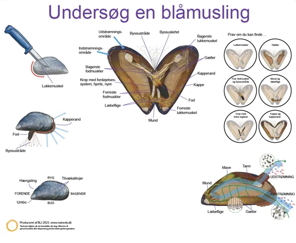 Dissektionsdug, blåmusling 60 x 73 cm  (781037)