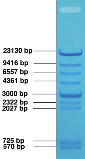 DNA stige, Edvotek, 20 µg  (790540)