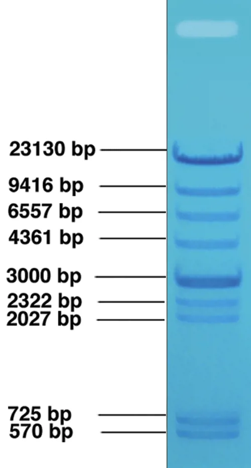 DNA stige, Edvotek, 20 µg  (790540)