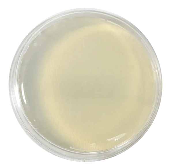 PCA i petriskåle, færdigstøbt, 10 stk. PCA i petriskåle, færdigstøbt, 10 stk. (NL116552)