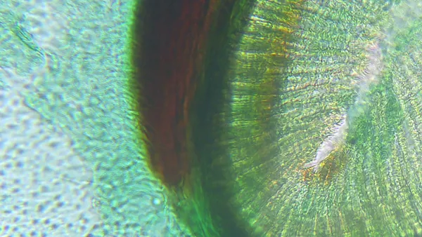 Præp. åndehul (stigma) insekt  (NL213908)