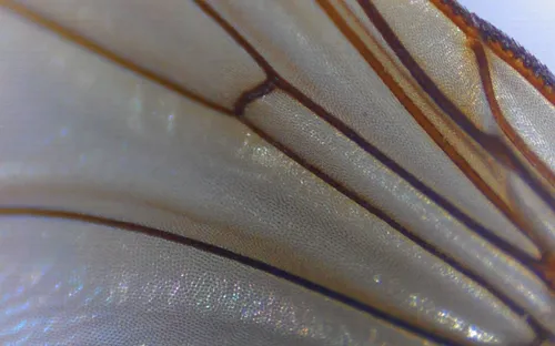 Digitale macroloep met 3" scherm  (078110)