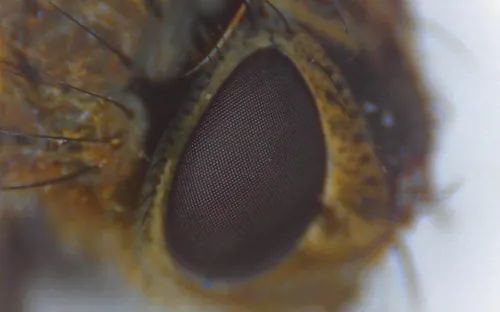 Digitale macroloep met 3" scherm  (078110)